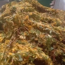金银花