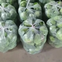 福建漳州甘蓝，圆包菜各种包装，迎接全国各地老板采购！！！