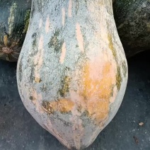 基地南瓜直发