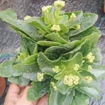 优质长寿花，基地货，自产自销，欢迎咨询订购