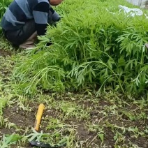 上货了，看上的老板欢迎打扰。