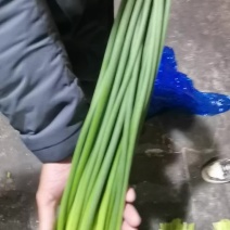 蒜薹金乡蒜苔山东红帽蒜薹现摘现发一手货源量大优惠