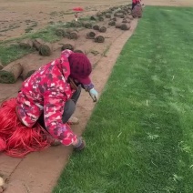 果岭草