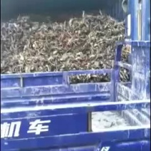 莲藕种苗（江西省抚州市广昌县）太空36号，提供技术指导！