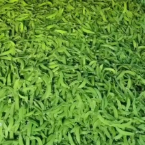 荷兰豆