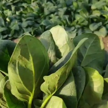万亩冷棚大叶菠菜大量上市