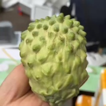 云南牛奶释迦果凤梨番石榴台湾大量有货支持一件代发批发团购