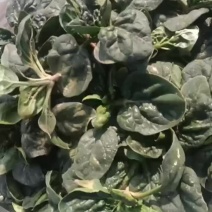 趴地菠菜大量有货欢迎采购