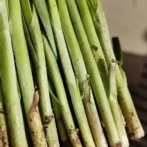 万亩精品韭菜大量上市，你需要，我专业，这是我的行业