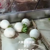 玉樽大量有货