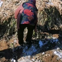 现有鸡腿大葱五万斤，质量耿耿的，头大脖长有要的老板请联系