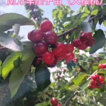 樱桃苗南方北方车厘子苗科南自花矮化大樱桃苗