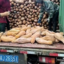 养殖南瓜大量现货供应需要的老板联系可以喂猪喂牛喂羊喂鸡鸭