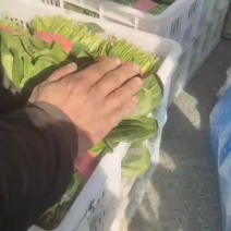 优质大叶菠菜