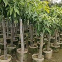 芒果树