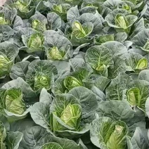 精品牛心菜