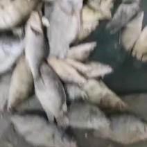 7两以下单个速冻桂鱼欢迎合作下单