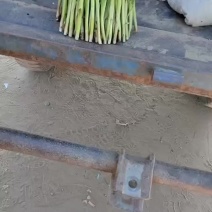 万亩精品韭菜大量上市根粗叶绿现割现发一手货源产地直发