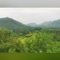 阴宅宝地福贵天成！荣乌高速易县出口附近