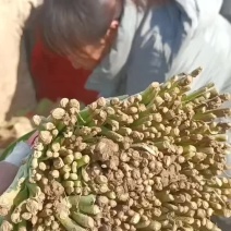 万亩精品韭菜大量上市根粗叶绿现割现发一手货源产地直发