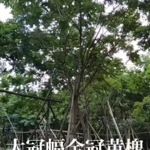 黄花槐