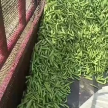 蚕豆，胡豆(一手货源)产地直发