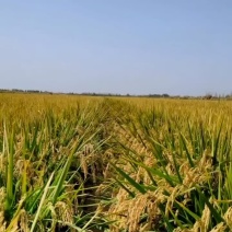 新疆大米