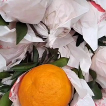 早熟耙耙柑明日见甘平耙耙柑阿蜜达口感爆汁