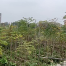蓝花楹(原生苗)高度1米1-3米大量岀售