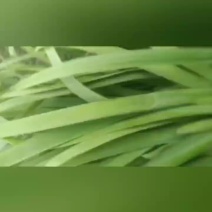 优质韭菜，大中小规格都有，颜色，粗度都是**的，售后保障