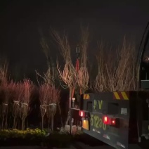 日本樱花
