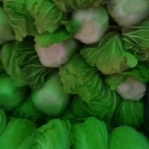 冷库白菜大量现货。可以持续供应