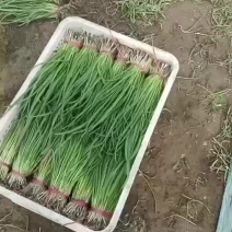 保定小葱，产地直发，大量供应可看货，欢迎
