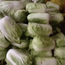 青杂三号白菜