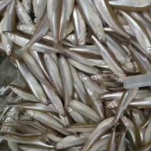 单冻公鱼，黄瓜香，