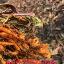 地黄种子