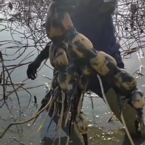 新鄂莲六号藕种纯种优质藕苗质优物美