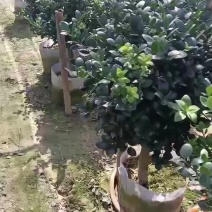 【竹柏】圆叶竹柏，基地直发，有希要船老板来电