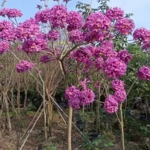 紫花风铃木