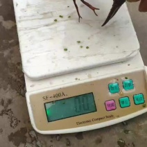 小龙虾