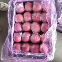 山西万荣纸加膜红富士现己大量上市，有条红有片红，货源充足