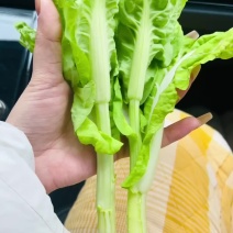 精品白菜芯，油菜苔，货源充足，产地直供，欢迎来电咨询