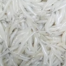 精品肥条10-12一斤55条左右