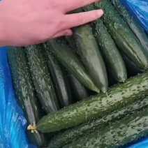 精品黄瓜