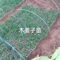 供应木姜子苗