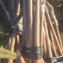 凤梨释迦果苗