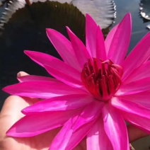睡莲，巴拿马、鲁比等，带花包发货颜色多样，产地直销