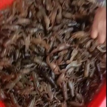 虾苗