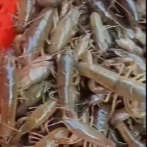虾苗