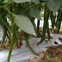 广西精品线椒3号椒8号椒